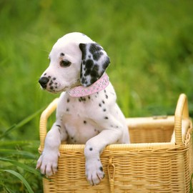 Pink XXS Dog Collar Girl, Bling Rhinestone Puppy Collar Faux Leather Fancy Crystal Glitter Pretty Jewel Diamond Kitten Collars for XXS XS Small Medium Pet Female Dogs Cats, Width 1-inch XXSmall