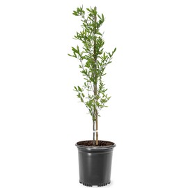 American Plant Exchange Southern Live Oak Tree, 1 Gallon Pot, 1-1.5ft Tall, Outdoor Landscape Garden Plant, Live Plant, Shade Tree, Fast Growing and Hardy