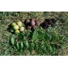 Tree Black Walnut Tree - 12-18" Tall Seedling - Live