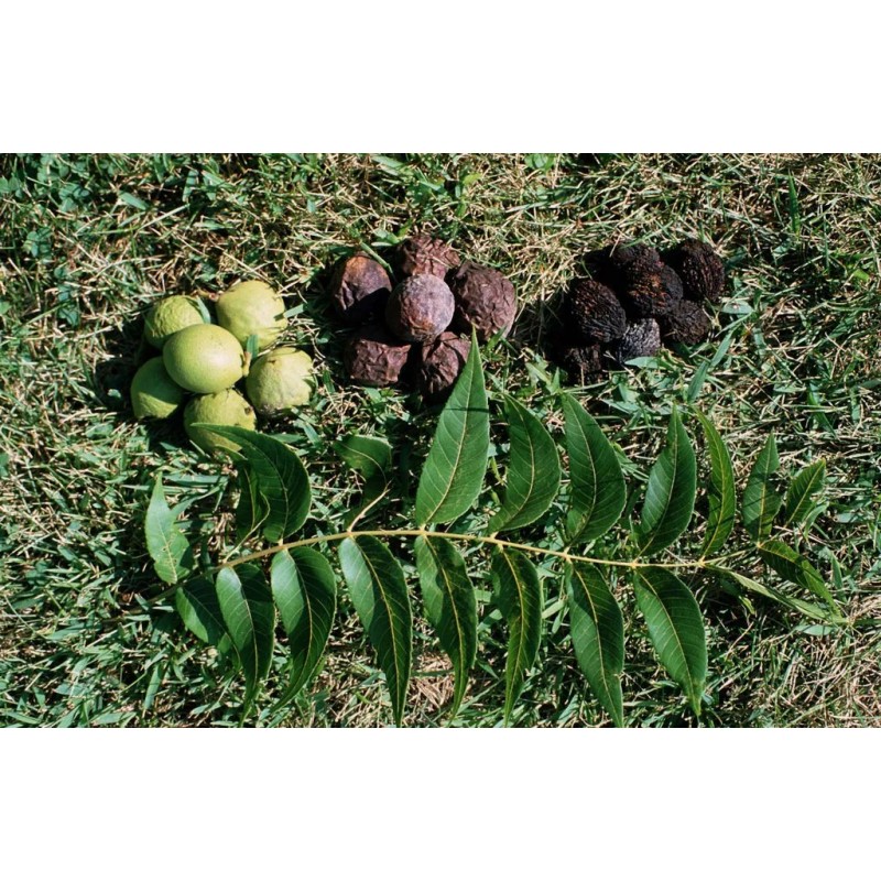 Tree Black Walnut Tree - 12-18" Tall Seedling - Live
