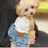 TaniWina - Disfraz de mascota para perros pequeños (base blanca