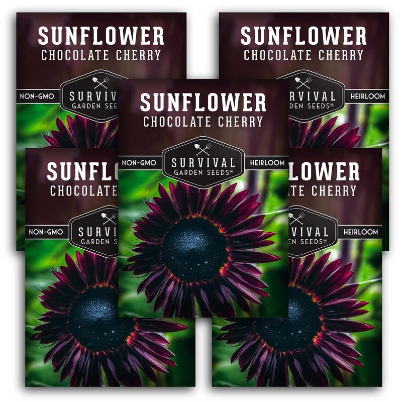 Chocolate Cherry Sunflower Seeds - Size: 3 Packets
