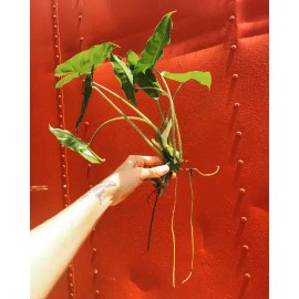 Odd Frond Burle Marx Philodendron Cutting | Air Roots w/ Multiple Nodes | Indoor & Outdoor