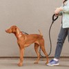 Slip Rope Dog Lead with Comfortable Padded Handle,1.5/2 m Reflective