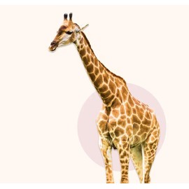 Fahlo Giraffe Animal Tracking Bracelet Multiple colors - Size: Fahlo Giraffe Kenya Orchid Pink