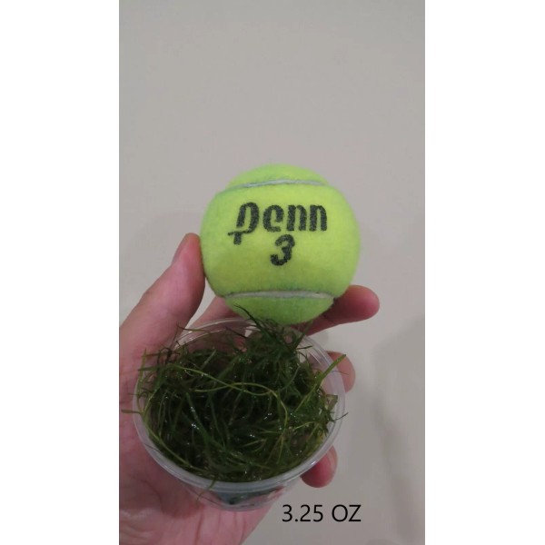 Guppy Grass Live Aquarium Plant - Najas guadalupensis - 3.25