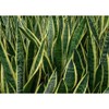 American Plant Exchange Snake Plant – Large 10-Inch Pot Yellow