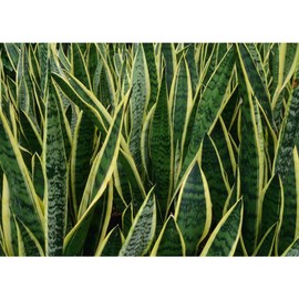 American Plant Exchange Snake Plant – Large 10-Inch Pot Yellow Sansevieria Laurentii, 2-3ft Tall, Low-Maintenance, Air-Purifying Live Houseplant for Home, Office, or Outdoor Patio Garden Décor