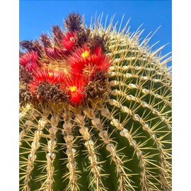 Generic Echinocactus grusonii Cactus (Golden Barrel) Red Flowers Variety, green