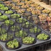Geosar 20 Pcs 9 inch Chicken Wire Cloche Plant Protector