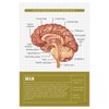 Quarterhouse Human Body Organs and Functions Poster Set, Science Classroom