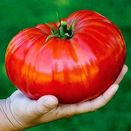 Seeds4planting - Seeds Giant Tomato Russian Hercules Red Beefsteak Heirloom Vegetable Non GMO