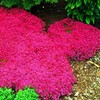 6000+ Mixed Creeping Thyme Seeds for Planting - Heirloom Flowers