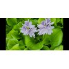 Water Purple Hyacinth Free Floating Aquarium/Pond Plants