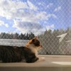QILUCKY Nylon Cat Protection Net for Balcony, Transparent, Can Be