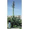 10 AGAVE SALMIANA VAR. FEROX PULQUE PLANT SEEDS