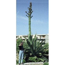 10 AGAVE SALMIANA VAR. FEROX PULQUE PLANT SEEDS