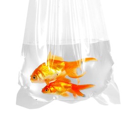 AlfaEx Fishery Bags 6 Inches Leak Proof Rounded Bottom Corners Clear Plastic Fish Bags for Marine and Tropical Fish Transport. (6" x 16" / 100 Pack / 2 Mil)