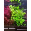 50 Plant Stems Pack - Live Aquatic Freshwater Plants -