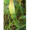 Pumpkin Seeds,Specialty Pumpkins,BLISS,Asian Flat Pumpkin,mottled combination, (25 Seeds)