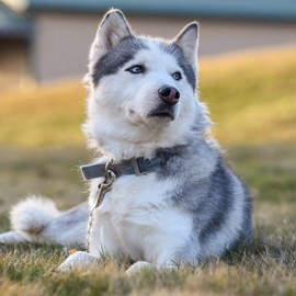 JIPIMON Dog Collar Safety Clip Metal Double Ended Backup Dog Collar Clip for Prong Collar Dog Harness Collar Connector (Medium)