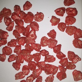 PAPAW'S GARDEN SUPPLY LLC. Helping The Next Generation Grow! Bodacious RM Yellow Sweet Corn Treated Seeds, Non-GMO, 1 Pack of 360 Vegetable Seeds