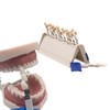 Teeth Whitening Shade Guide 29 Colors Comparison Individually Removable Tooth
