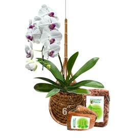 PANWA Handmade 100% Thai Bamboo 6 Inch Signature Super Sanctuary SIAM Orchid Hanging Basket with Nursery Grade Coconut Shell Staves Coir Pith Sponge & Husk Mulch