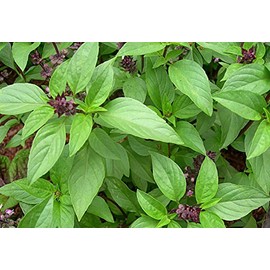PREMIER SEEDS DIRECT - HERB - Basil - Thai Large LEAVED - OCIMUM BASILLICUM - 2.5 Gram ~ 1500 Finest Seeds