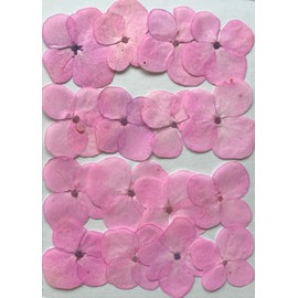 Fukusan Pressed Flower Pack Hydrangea Pink FUK-1034