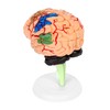QWORK® Human Brain Anatomy Model, 31-Piece Realistic Detailed Representation, Easy