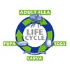 Flea Destroyer Natural Flea Control for Dogs & Cats -
