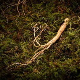 Sagudam [고급선물포장]심봤다 삼 산양산삼 산양삼 장뇌삼 선물세트 5뿌리 [Premium Gift Packaging] Simbatda Three Mountain Ginseng Gift Set with 5 Roots
