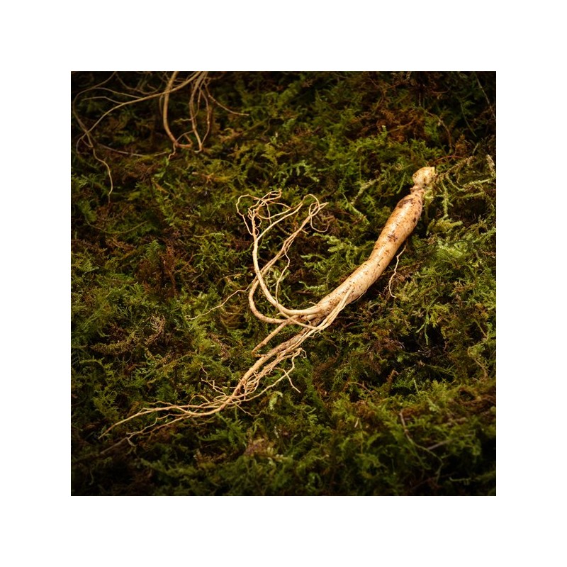 Sagudam [고급선물포장]심봤다 삼 산양산삼 산양삼 장뇌삼 선물세트 5뿌리 [Premium Gift