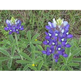 GroCo 45 SEEDS - buy any 15=FREE SHIPPING - TEXAS BLUEBONNET - TX state flower