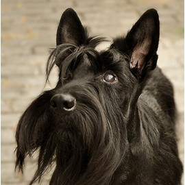 Scottie/Scottish Terrier Dog Greeting Card - Square