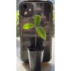 Tree Miracle Fruit Plant Synsepalum dulcificum tree (Miracle berry)
