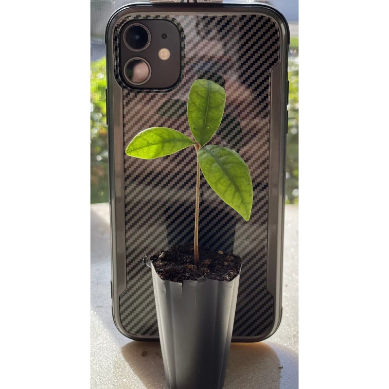 Tree Miracle Fruit Plant Synsepalum dulcificum tree (Miracle berry)