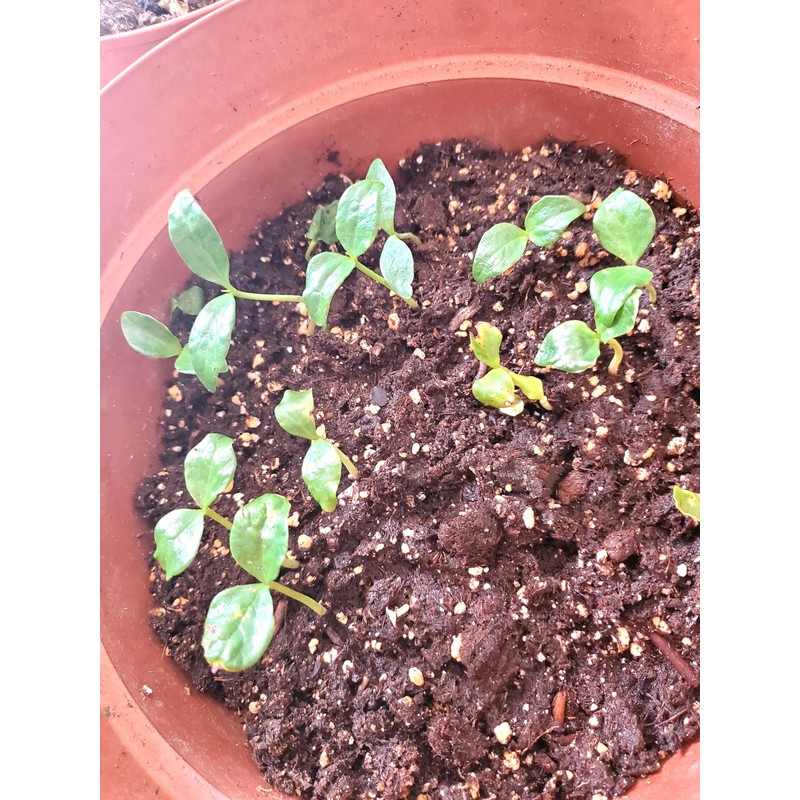 10 Pcs Banana Shrub Seeds Michelia Figo Fragrant Ready to