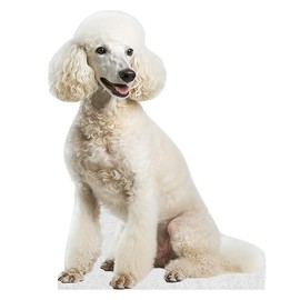 Dog - Poodle - Life Size Cardboard Cutout Standup People with Support Standee | Animals -