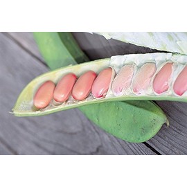 Satsuma Natami Beans, Toothpaste, 4.4 oz (125 g)