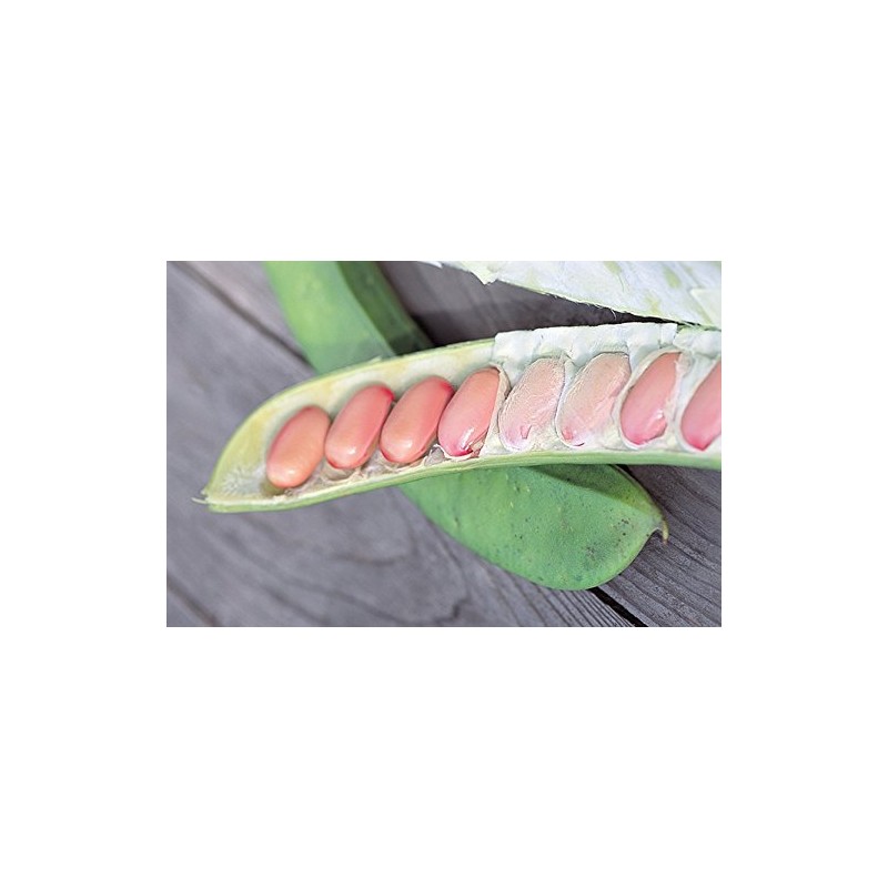 Satsuma Natami Beans, Toothpaste, 4.4 oz (125 g)