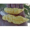White Bhut Jolokia JW Chile Seeds 10+ Seeds