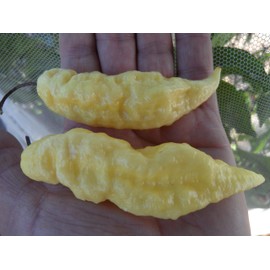 White Bhut Jolokia JW Chile Seeds 10+ Seeds