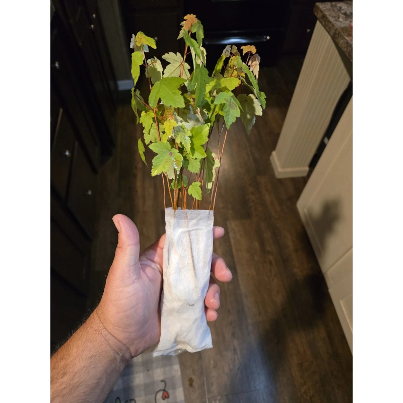 Unbranded 50 Florida Red Maple Trees 8" To 15" Live