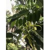 Ylang Ylang or Perfume Tree -10 Heirloom Tropical Seeds -Cananga