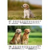 Hundezauber Golden Retriever DIN A5 Calendar for 2025 Puppies and