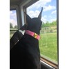 GAMUDA Collar y correa de terciopelo para perro, súper suave