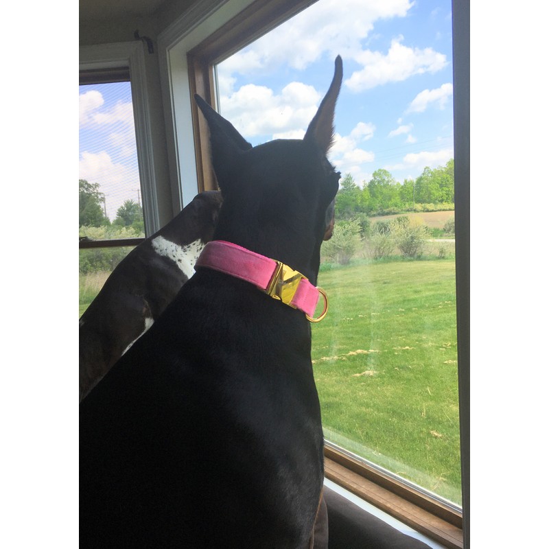 GAMUDA Collar y correa de terciopelo para perro, súper suave