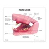GPI Anatomicals - Feline Jaw Model with Teeth, Replica for